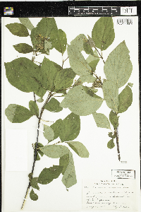 Cornus rugosa image