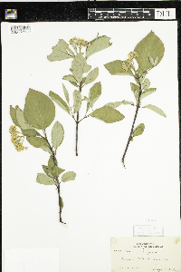 Cornus rugosa image