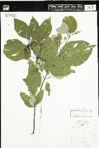 Cornus rugosa image