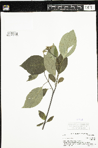 Cornus rugosa image