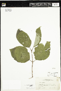 Cornus rugosa image
