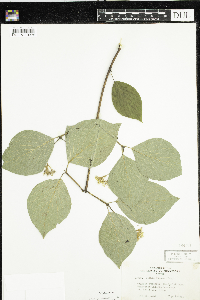 Cornus rugosa image