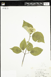 Cornus rugosa image