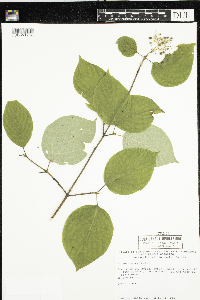 Cornus rugosa image