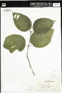 Cornus rugosa image