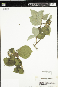 Cornus rugosa image