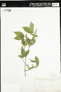 Cornus racemosa image