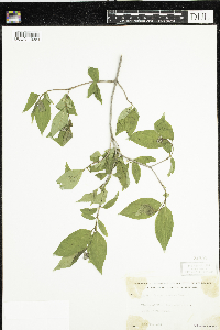 Cornus racemosa image