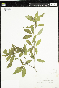 Cornus racemosa image