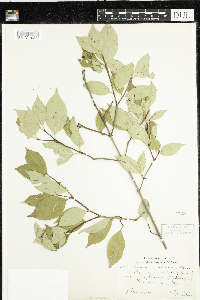 Cornus racemosa image