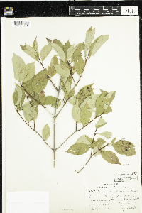 Cornus racemosa image