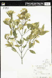 Cornus racemosa image