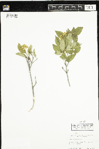Cornus racemosa image