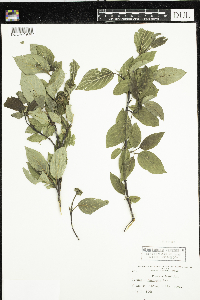 Cornus racemosa image