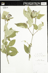 Cornus racemosa image
