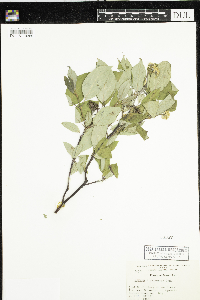 Cornus racemosa image