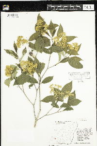 Cornus racemosa image