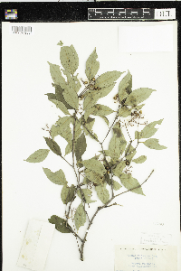 Cornus racemosa image