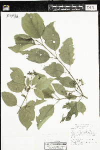 Cornus racemosa image