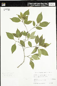 Cornus racemosa image