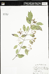 Cornus racemosa image