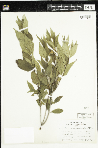Cornus racemosa image