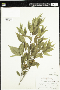 Cornus racemosa image
