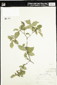 Cornus racemosa image