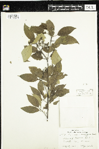 Cornus racemosa image
