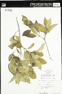 Cornus racemosa image