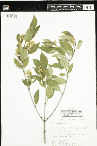 Cornus racemosa image