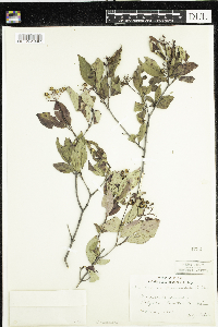 Cornus racemosa image