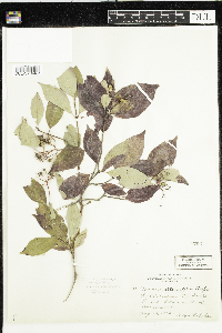 Cornus racemosa image