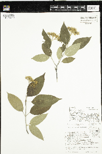 Cornus obliqua image