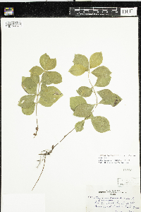 Cornus canadensis image
