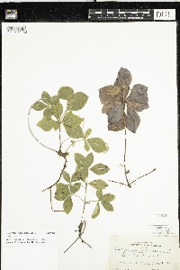 Cornus canadensis image