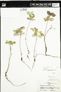 Cornus canadensis image
