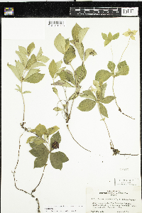 Cornus canadensis image