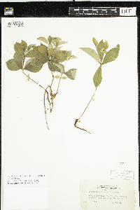Cornus canadensis image