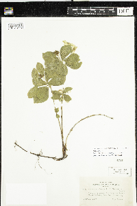 Cornus canadensis image