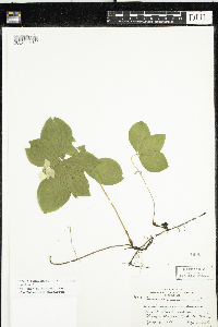 Cornus canadensis image