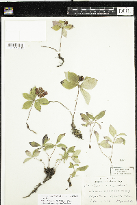 Cornus canadensis image