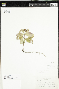 Cornus canadensis image