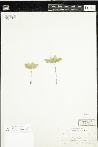 Cornus canadensis image