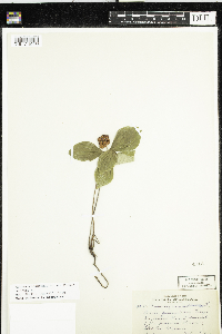 Cornus canadensis image