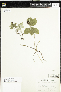 Cornus canadensis image