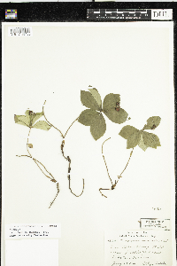 Cornus canadensis image