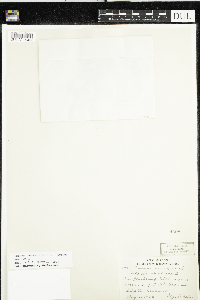 Cornus canadensis image
