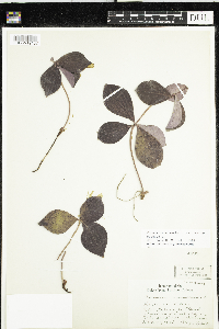 Cornus canadensis image