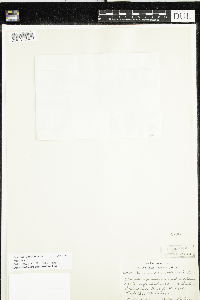 Cornus canadensis image